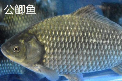 鯽魚分公母嗎，鯽魚分公母但在繁殖季節(jié)才會(huì)有明顯的特征