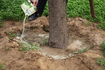 使用生根粉的方法，主要有浸泡、噴施、撒施等方式