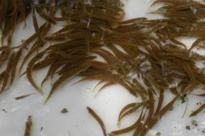 泥鰍苗價(jià)格，品種不同價(jià)格不同