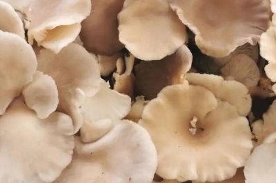 農(nóng)村種植什么食用菌具有較高的效益，香菇、木耳、平菇等品種均為不錯的選擇