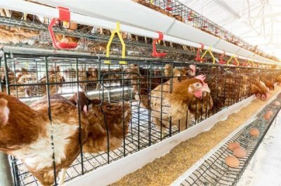 蛋雞飼料添加劑的原料種類，常見(jiàn)玉米、麥類、豆餅等類型