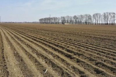 越冬菠菜什么時(shí)候種植，可在平均氣溫在17-19℃時(shí)播種