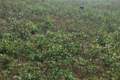 巴戟天栽培技術(shù)，選擇有一定肥力的砂壤土