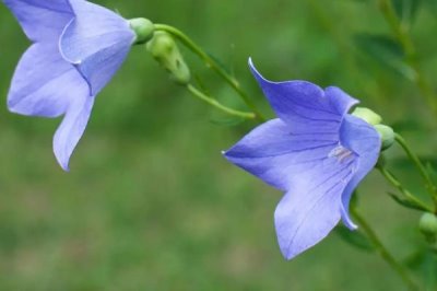 熱門的農(nóng)村水產(chǎn)養(yǎng)殖項(xiàng)目，甲魚的市場需求目前正平穩(wěn)上升