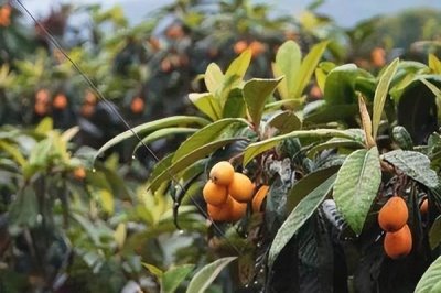 枇杷怎么施肥，幼樹的施肥原則為薄肥勤施