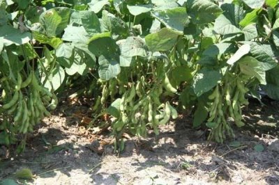 圣豆25大豆種子介紹，中熟夏大豆品種