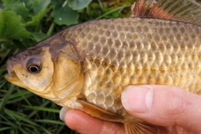 鯽魚的價(jià)格，一般10-15元一斤