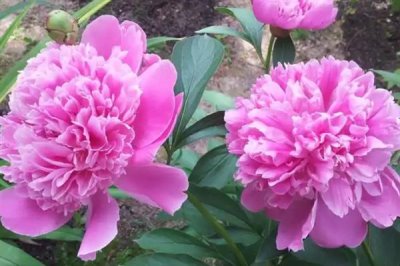 牡丹花的花語(yǔ)，寓意富貴、吉祥、幸福等