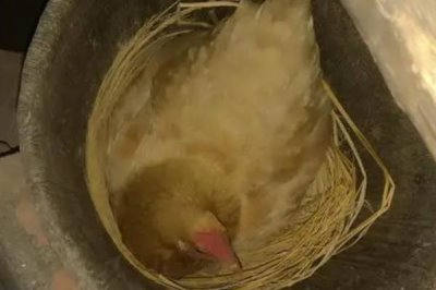 母雞抱窩喂食頻率，每天喂食一次飼料和水即可