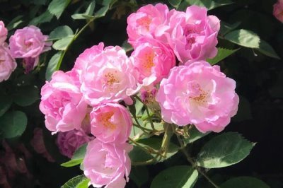 薔薇花的花語，寓意純潔的愛情