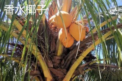 中國椰子的主產(chǎn)地，主產(chǎn)于海南、臺灣、云南等省份