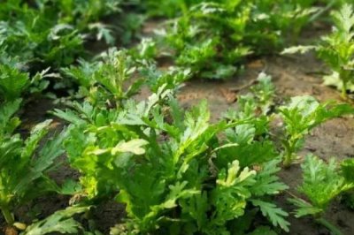 秋天種植的蔬菜有哪些，包括菠菜、香菜、白菜、蘿卜等品種