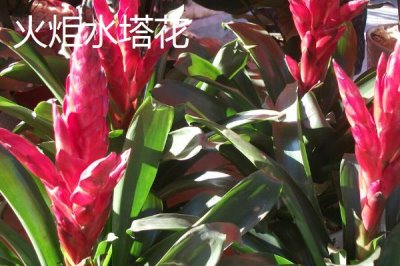 水塔花的種類，不同品種的葉片顏色不一