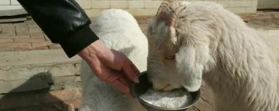 羊喂鹽的正確方法，可拌入精料里每日定量飼喂