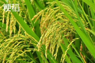 粳稻適宜的種植海拔上限是多少，適宜種植海拔為1800米以上