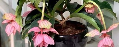高端名貴的花卉綠植，寶蓮燈既華麗又雍容大氣