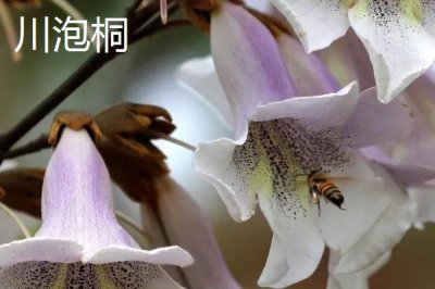泡桐樹什么時候開花，一般3-4月開花