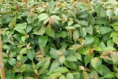 種植鉤藤的效益，利潤可觀但具有一定風(fēng)險(xiǎn)