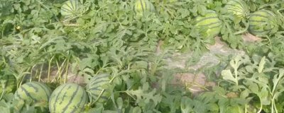西瓜底肥怎么施，一般都會使用有機肥
