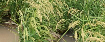 楚粳54號水稻種子特征特性，全生育期175天