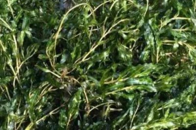 水產(chǎn)養(yǎng)殖中常用的水草有哪些，伊樂藻、輪葉黑藻、水葫蘆等都比較常見
