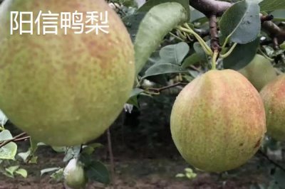 鴨梨的產(chǎn)地，黃淮海平原沙地廣泛種植