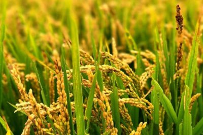 惠香8A水稻種簡(jiǎn)介，不育系5月下旬播種