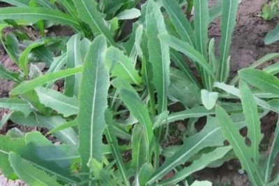 目前哪些野菜有種植前景，蘆蒿、莧菜、苦菜等品種均可種植