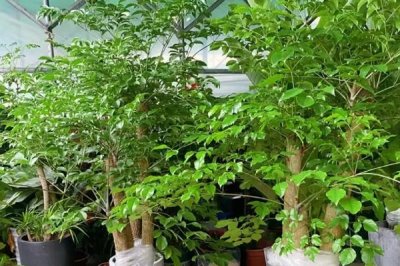 幸福樹掉枝的處理方式，可增加光照或適量補(bǔ)水等