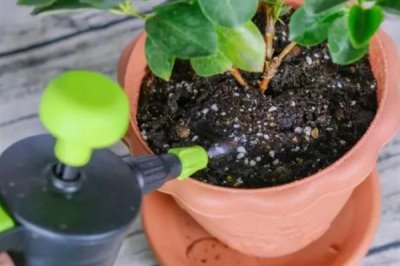 使用生根粉的方法，主要有浸泡、噴施、撒施等方式