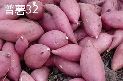 甜度高的紅薯品種，推薦以下5種