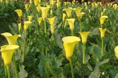 彩色馬蹄蓮種植方法，對(duì)水分要求比較挑剔