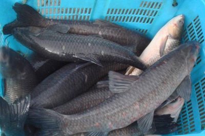 烏青魚是什么魚，實際上就是青魚