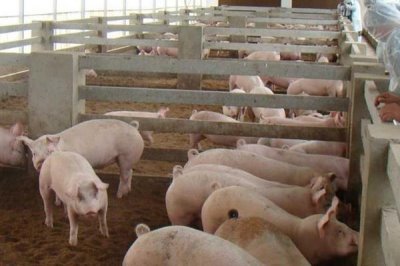 夏天怎么讓豬快速生長(zhǎng)，需注意做好通風(fēng)降溫等措施