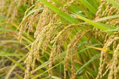 武粳2181水稻種子特點(diǎn)，全生育期152.5天