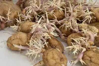 春馬鈴薯催芽的技巧，可采用室內(nèi)催芽法、赤霉素催芽法或溫室大棚催芽法等