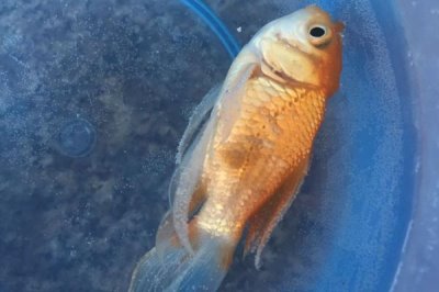 魚側(cè)翻了還在呼吸的原因及治療方法，可能是水中氧含量過低導(dǎo)致的