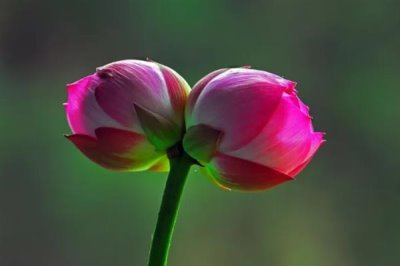 并蒂蓮的花語，寓意夫妻恩愛、兄弟和諧等