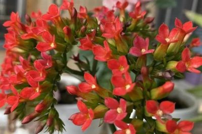 白色花放在家里不吉利嗎，現(xiàn)代社會沒有這類迷信的說法