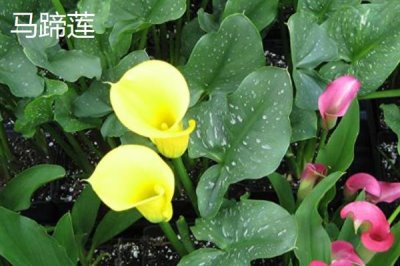 和女生第一次見(jiàn)面適合送什么花，可選擇郁金香、百合花等