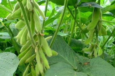 沈農(nóng)豆27大豆種子簡介，每畝用藥量100克