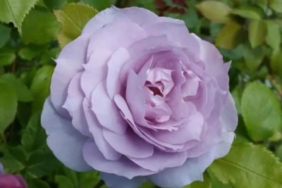 紫色玫瑰的花語，寓意浪漫真情、憂郁感傷等