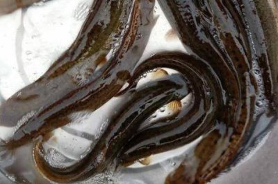農(nóng)村養(yǎng)刺鰍魚的前景，目前來看前景比較樂觀