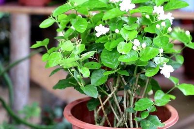 盆栽茉莉的修剪方法，生長期、開花期和花后修剪方法都不同