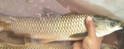 草魚比鯉魚貴的原因，肉質(zhì)和口感比鯉魚更好