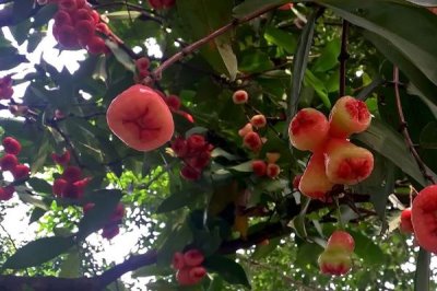 蓮霧的施肥技術(shù)，幼樹要勤施薄施