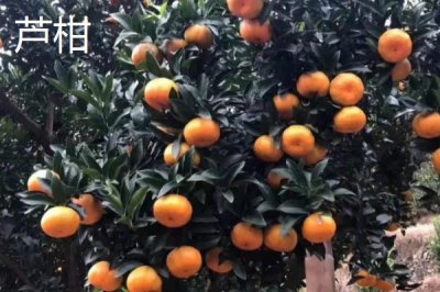橘子品種介紹，產(chǎn)地不同各具特色