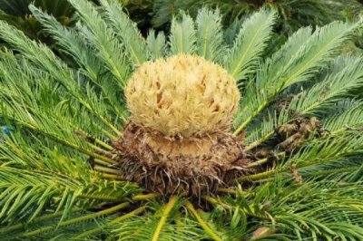 鐵樹(shù)開(kāi)花是吉兆還是兇兆,是大富大貴的吉兆