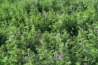 苜蓿種植管理技術(shù)，種植過程中要注意做好追肥工作