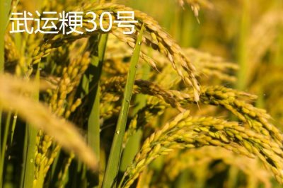 適合江蘇種植的高產(chǎn)水稻品種，了解這7種